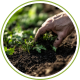 Organic Fertilizer